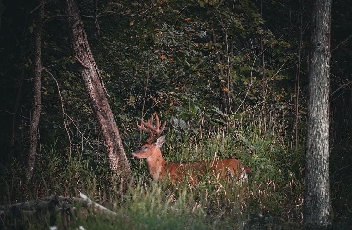 Whitetail buck in the dark timber